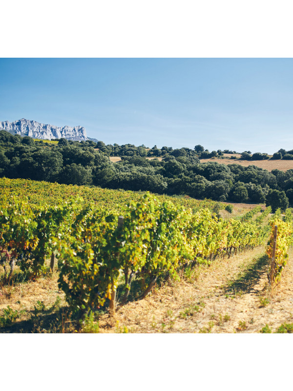 Vignes Macan