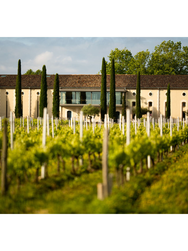 Vignoble du Château Clarke