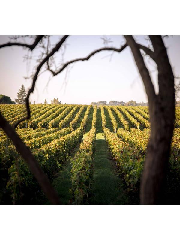 Vignes Château Malmaison