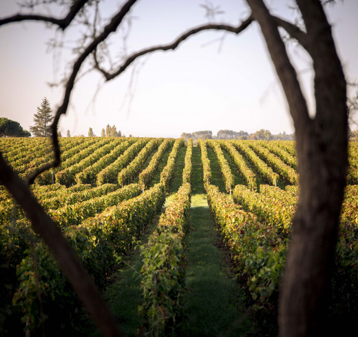 Vignes Château Malmaison