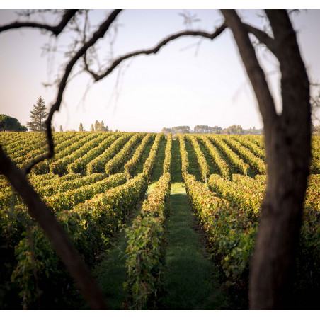 Vignes Château Malmaison