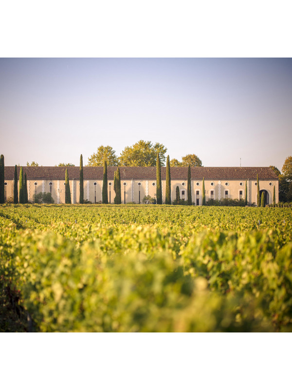 Vignes Château Clarke