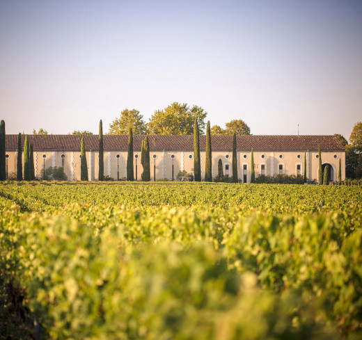 Vignes Château Clarke