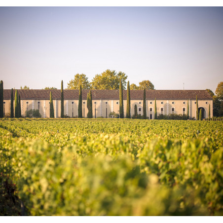 Vignes Château Clarke