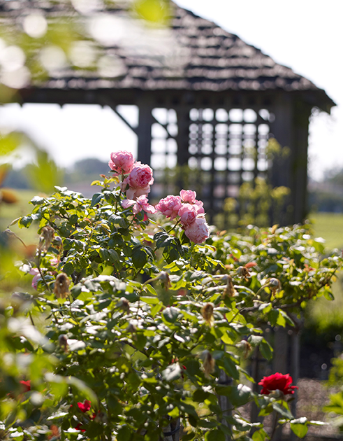 Jardins Malmaison rosier